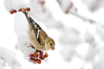 PHOTO:goldfinch