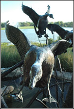 PHOTO: Canadian Geese