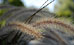 PHOTO: prairie grasses