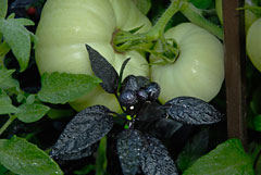 PHOTO: green tomatoes and black peppers
