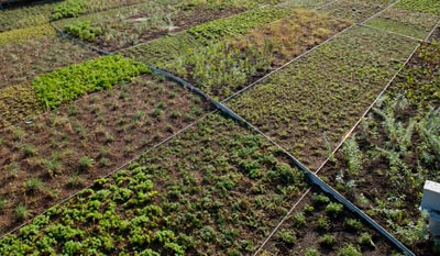 PHOTO: green roof