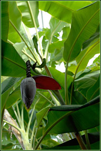 PHOTO: banana in bloom