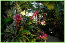 PHOTO: the tropical greenhouse during Wonderland Express