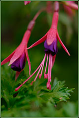 PHOTO: fuschia in the tropical greenhouse