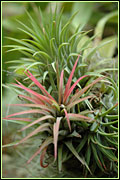 PHOTO: blooming succulent cactus