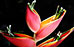 PHOTO: the greenhouses in bloom