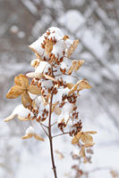 PHOTO: snow-covered hydrangea