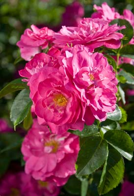 PHOTO: Rosa John Cabot