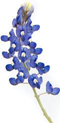 PHOTO: lupine