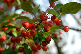 PHOTO: Malus