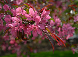 PHOTO: Malus 'Prairifire' in spring