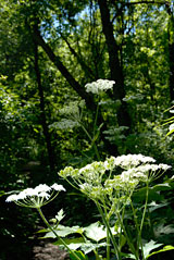 PHOTO: McDonald Woods, restored