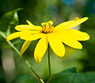 PHOTO: native prairie flora