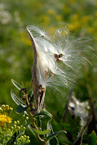 PHOTO: milkweed pod and seeds