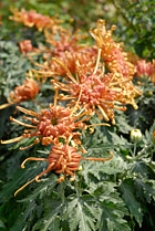 PHOTO: chysanthemum "senkyo kenshin"
