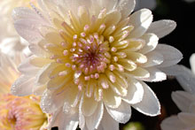 PHOTO: chrysanthemum "Roxanne"