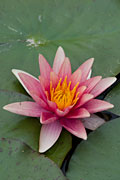 PHOTO: blooming succulent cactus