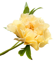 PHOTO: 'Age of Gold' Peony