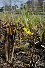 PHOTO: new growth from a prairie burn