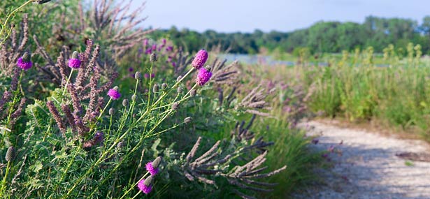 PHOTO: lavender, thistle, blazingstar on the prairie