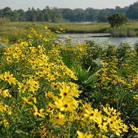 PHOTO: black-eyed Susans on the prairie
