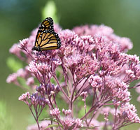 PHOTO: Monarch butterfly on Queen of the Prairie
