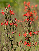 PHOTO: native wildflowers on the prairie