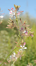 PHOTO: the prairie in bloom