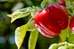 PHOTO: red pepper
