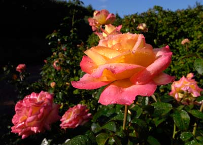 PHOTO: Rosa Dainty Baipeace