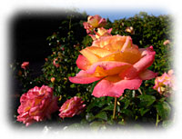PHOTO: Rosa 'Baipeace'