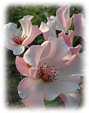 PHOTO: Rosa 'Dainty Bess'