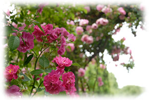 PHOTO: Rosa 'John Cabot'