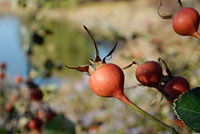 PHOTO: rose hips