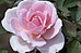 PHOTO: rose