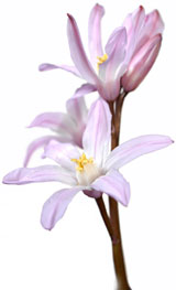 PHOTO: Scilla