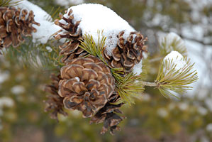 PHOTO: winter walk