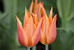 PHOTO: bleeding heart