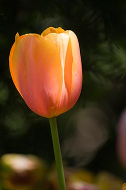 PHOTO: tulip