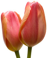 PHOTO: tulips