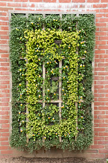 Vertical Plant Wall