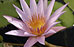 PHOTO: waterlily