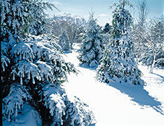 PHOTO: winter walk