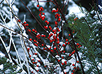 PHOTO: winter walk