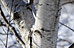 PHOTO: birch in snow