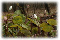 PHOTO: ephemeral bloodroot blooms