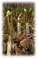 PHOTO: may apples push up through the forest bed