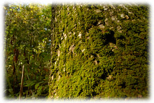 PHOTO: moss and lichen clothe an old-growth oak