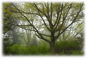 PHOTO: statuesque trees in the Woods