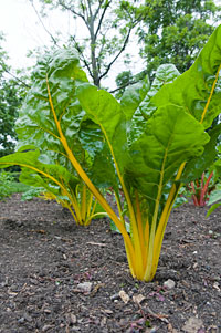 PHOTO: Yellow chard